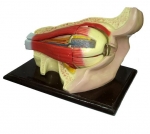 Cấu tạo mắt người