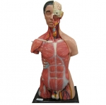 Mô hình giải phẫu cơ quan nội tạng (bán thân)