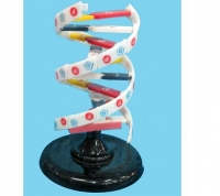 Cấu trúc không gian ADN