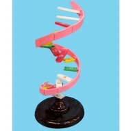 Mô hình mô tả cấu trúc của DNA có thể tháo lắp