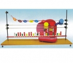 Tổng hợp phân tử Protein